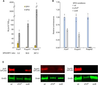 Specificities and redundancies in the NEL family of bacterial E3 ubiquitin ligases of Salmonella enterica serovar Typhimurium